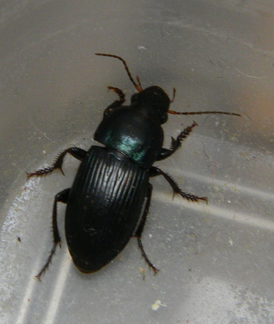 Ennesimo harpalus distinguendus? No. H. dimidiatus